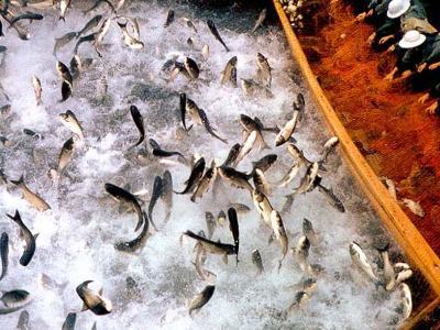 家禽家畜行業(yè)分類百科