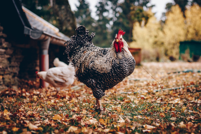 狗肉禁食之辯 傳統(tǒng)、情感與食品安全之間的權(quán)衡