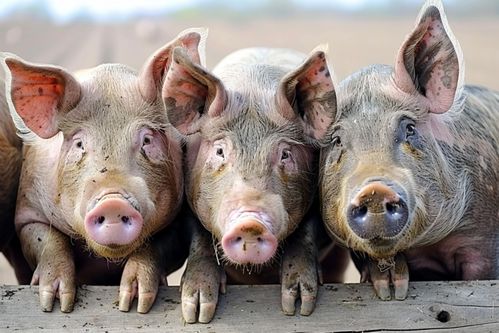 家養(yǎng)畜禽的視覺(jué)呈現(xiàn) 家豬養(yǎng)殖攝影全解析