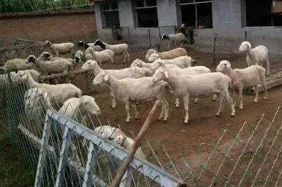 一萬(wàn)元在農(nóng)村能養(yǎng)殖哪些家禽家畜？