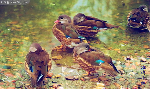 鴛鴦之美 原創(chuàng)攝影捕捉家禽家畜的靈動(dòng)瞬間