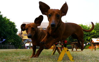 親子度假休閑，長(zhǎng)鹿農(nóng)莊樂(lè)無(wú)限