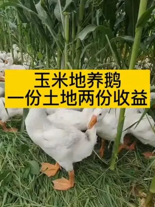 農村動物隨手拍 記錄家禽家畜的生活瞬間