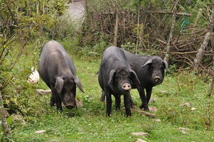 甘溪風(fēng)味 精選家禽家畜，品味舌尖上的鄉(xiāng)野