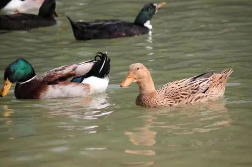 百色三款家禽家畜產(chǎn)品榮登2023年首批全國(guó)名特優(yōu)新農(nóng)產(chǎn)品名錄